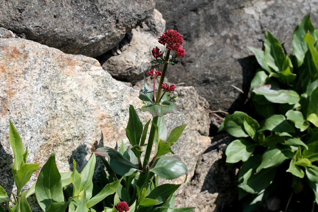 Centranthus ruber / Valeriana rossa